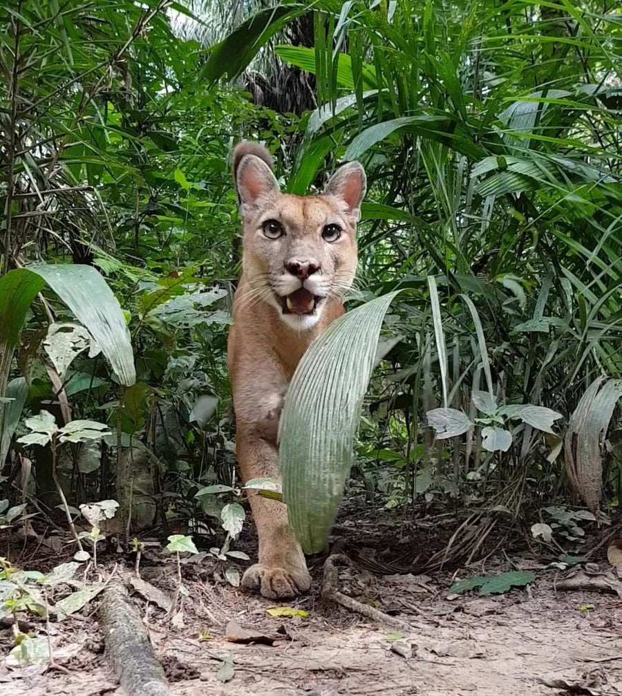 Nico the puma in the Bolivian jungle